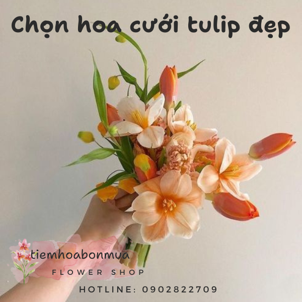 hoa cưới tulip