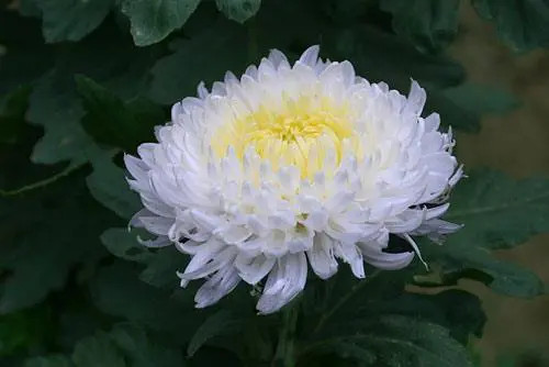 hoa cúc trắng